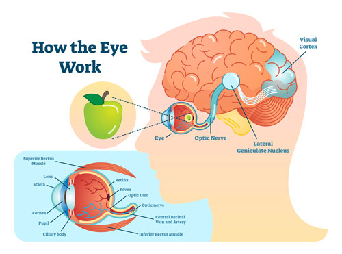 How The Eye Work